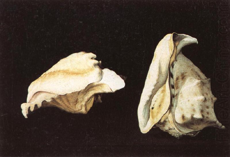 Two Shells, Napoletano, Filippo